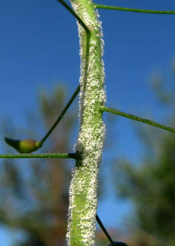 Изображение особи Capsella bursa-pastoris.