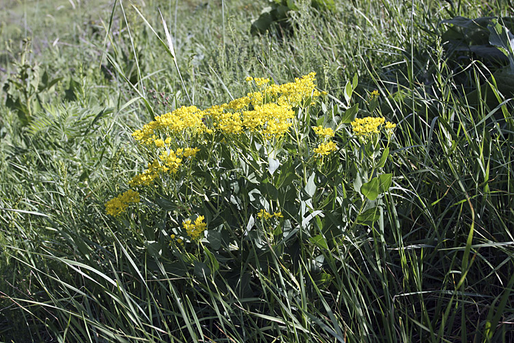 Image of genus Haplophyllum specimen.