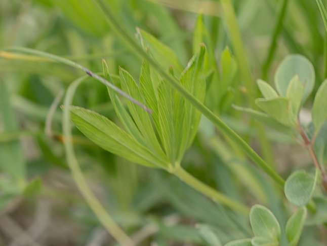 Image of Trifolium polyphyllum specimen.