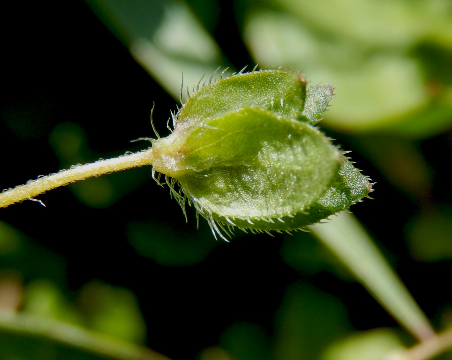 Image of Veronica persica specimen.