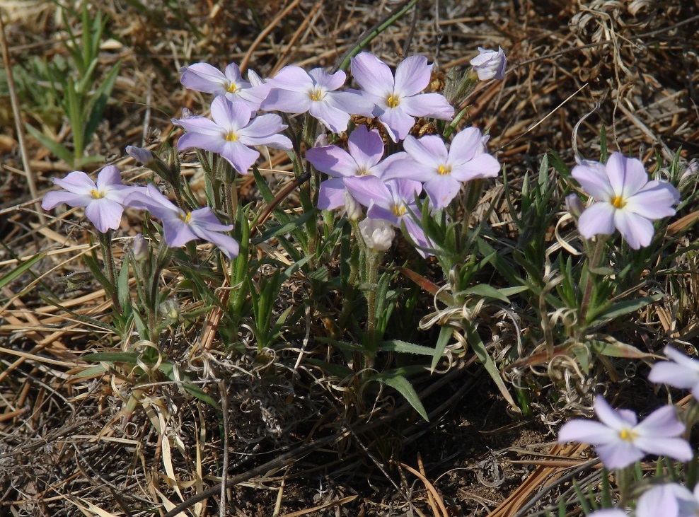 Image of Phlox sibirica specimen.