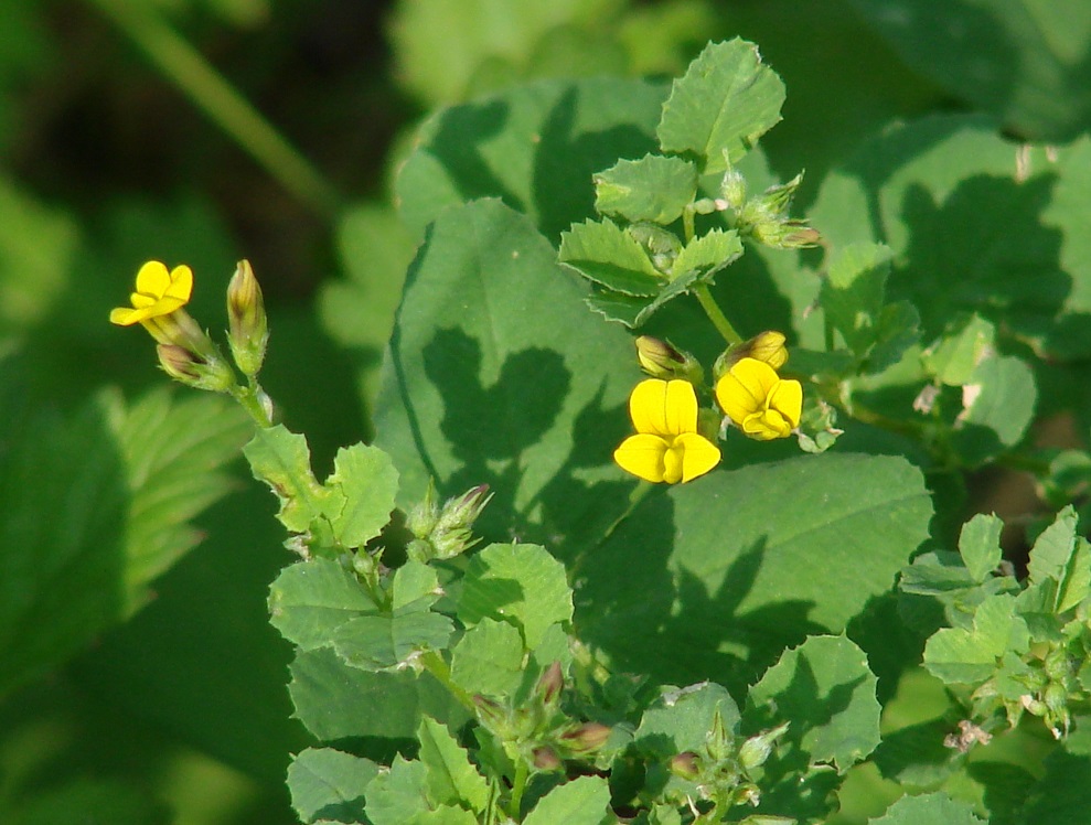 Изображение особи Melilotoides platycarpos.