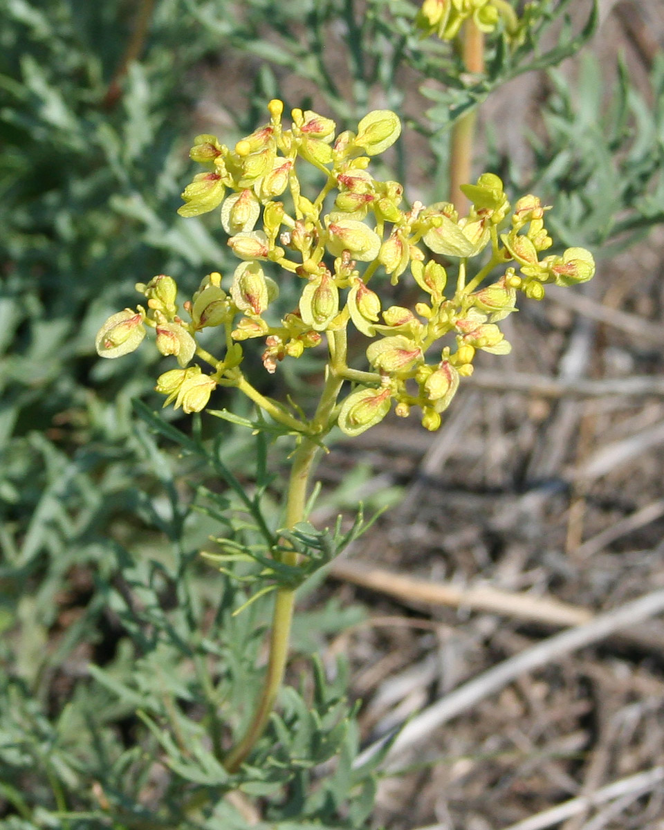 Image of Patrinia intermedia specimen.