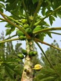 Carica papaya