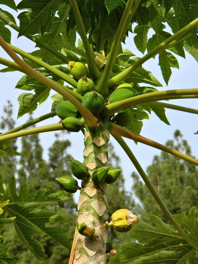 Image of Carica papaya specimen.