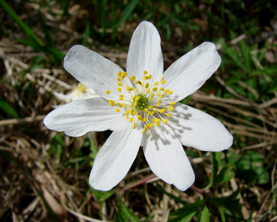 Image of Anemone nemorosa specimen.