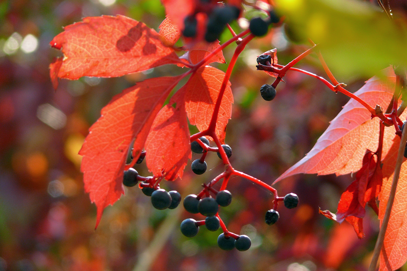 Image of Parthenocissus quinquefolia specimen.