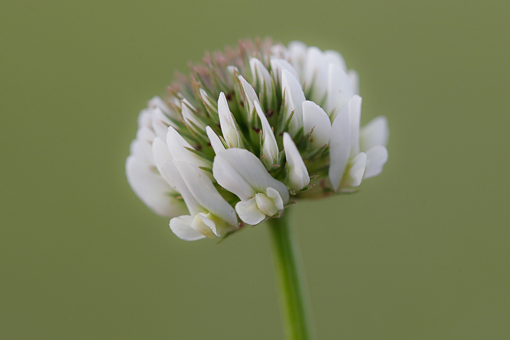 Image of Trifolium repens specimen.