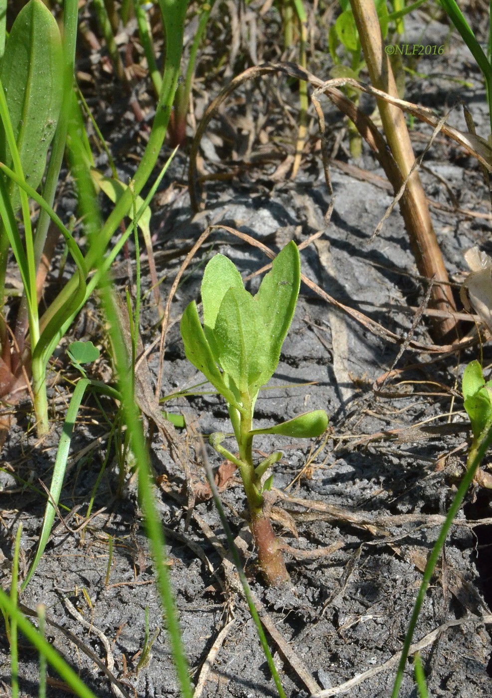 Изображение особи Sphaeranthus strobilifer.