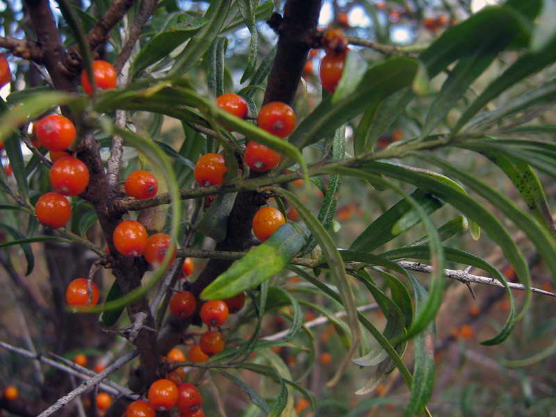 Image of Hippophae rhamnoides specimen.