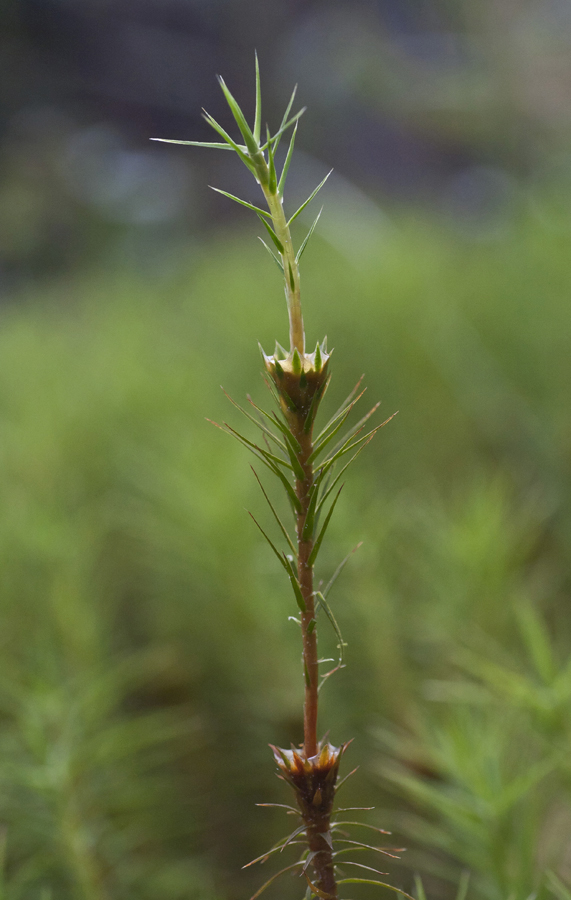 Image of Polytrichum commune specimen.