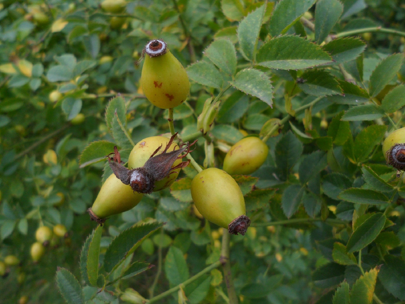 Image of genus Rosa specimen.