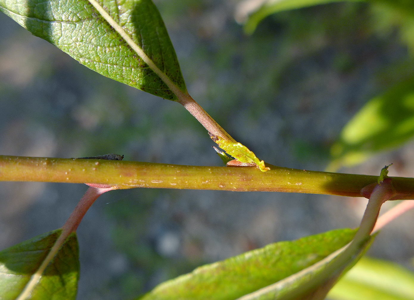 Image of Salix &times; vorobievii specimen.