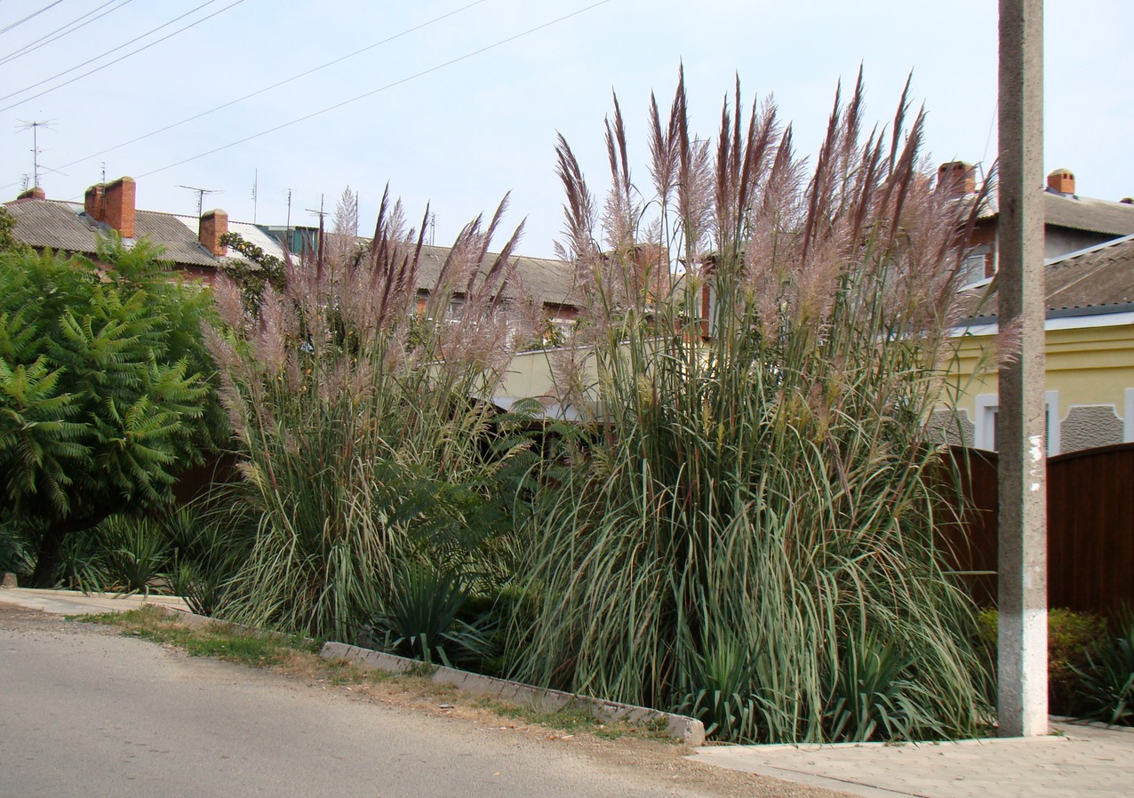 Изображение особи Cortaderia selloana.