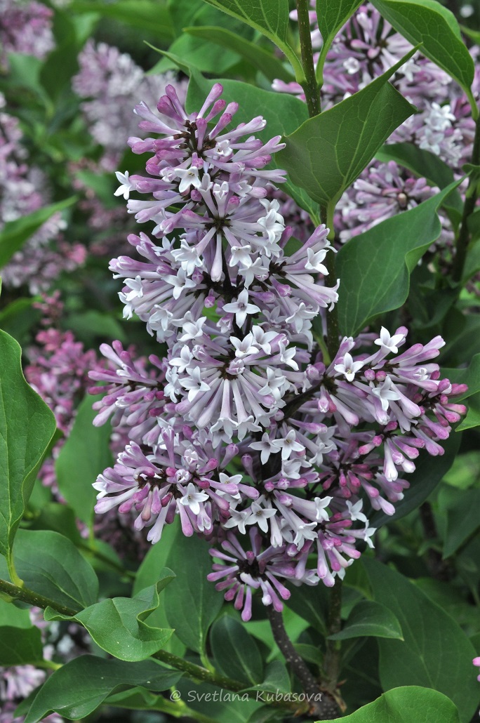 Image of Syringa pubescens ssp. patula specimen.