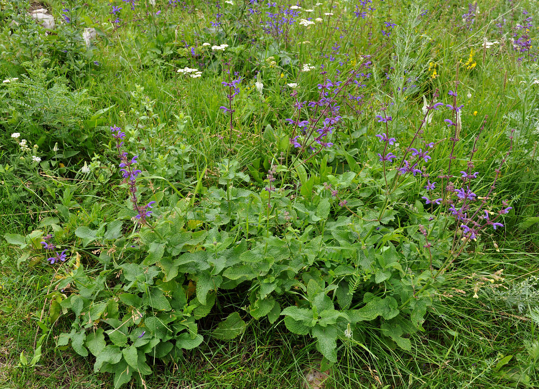 Изображение особи Salvia kuznetzovii.