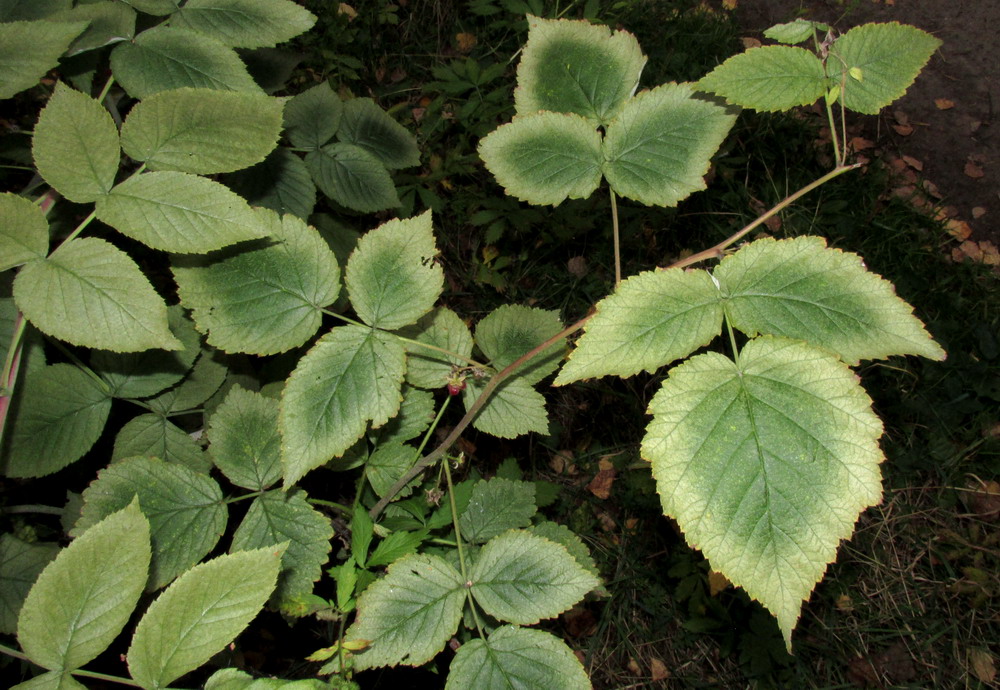 Изображение особи род Rubus.