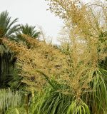 Beaucarnea recurvata