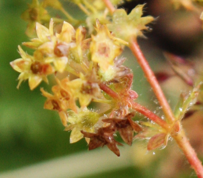 Image of Alchemilla omalophylla specimen.