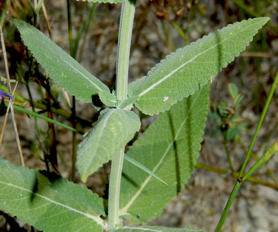 Image of Salvia tesquicola specimen.