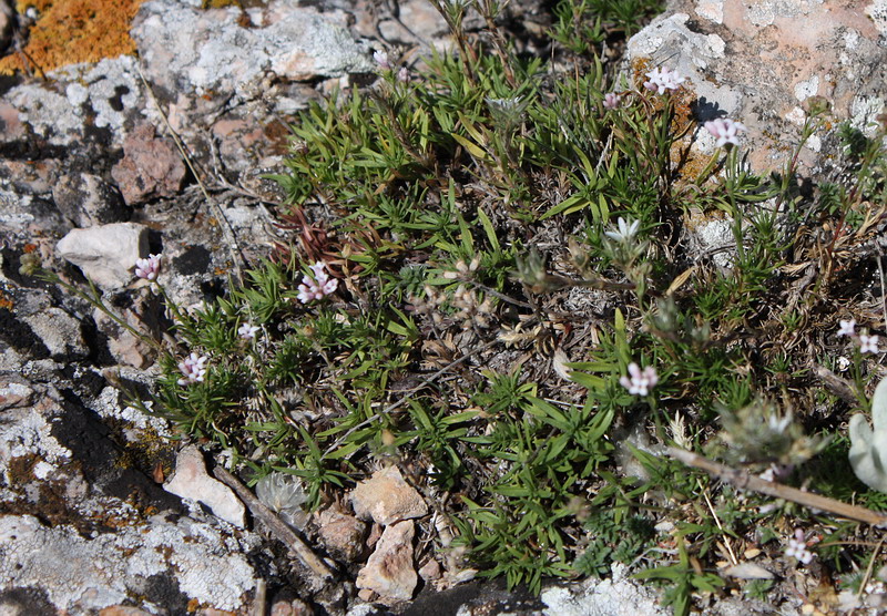 Изображение особи Asperula caespitans.