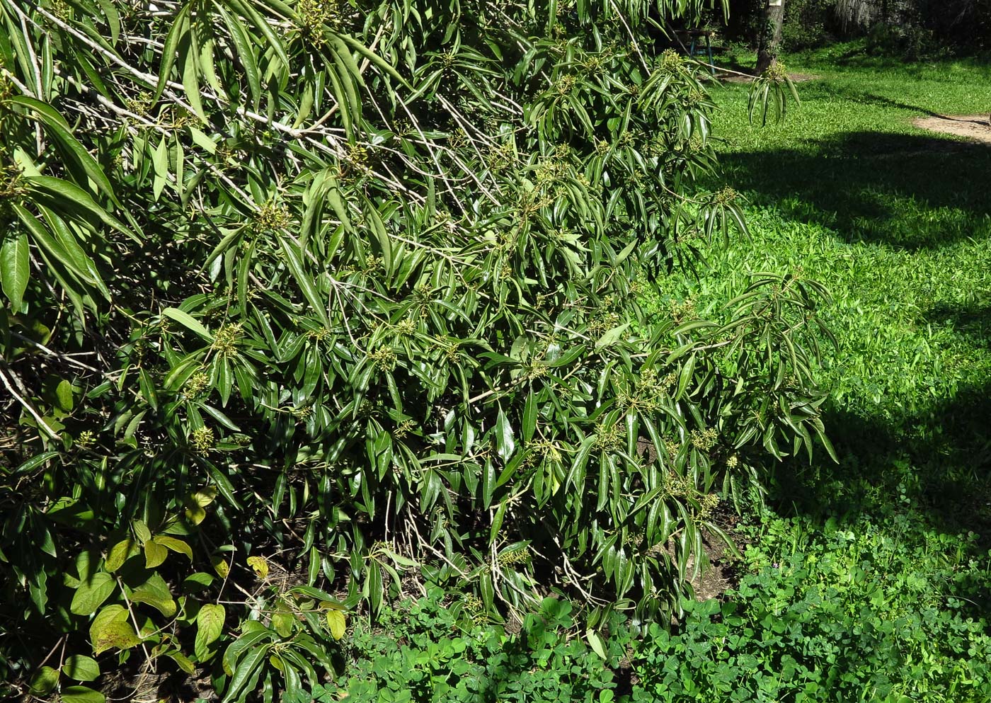 Image of Bontia daphnoides specimen.