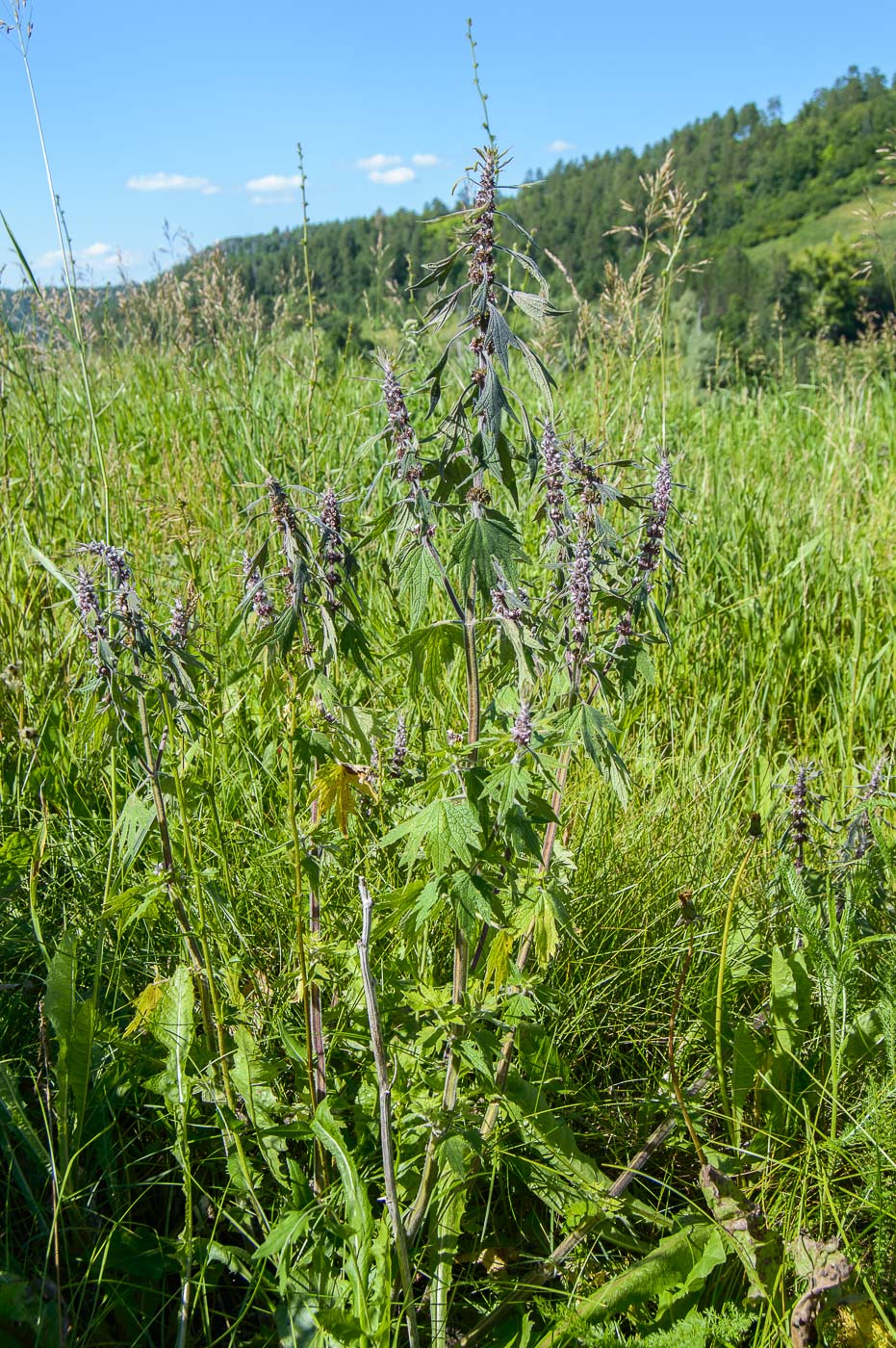 Изображение особи Leonurus quinquelobatus.