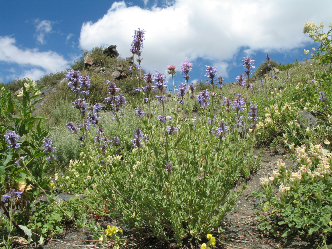 Изображение особи Nepeta mariae.