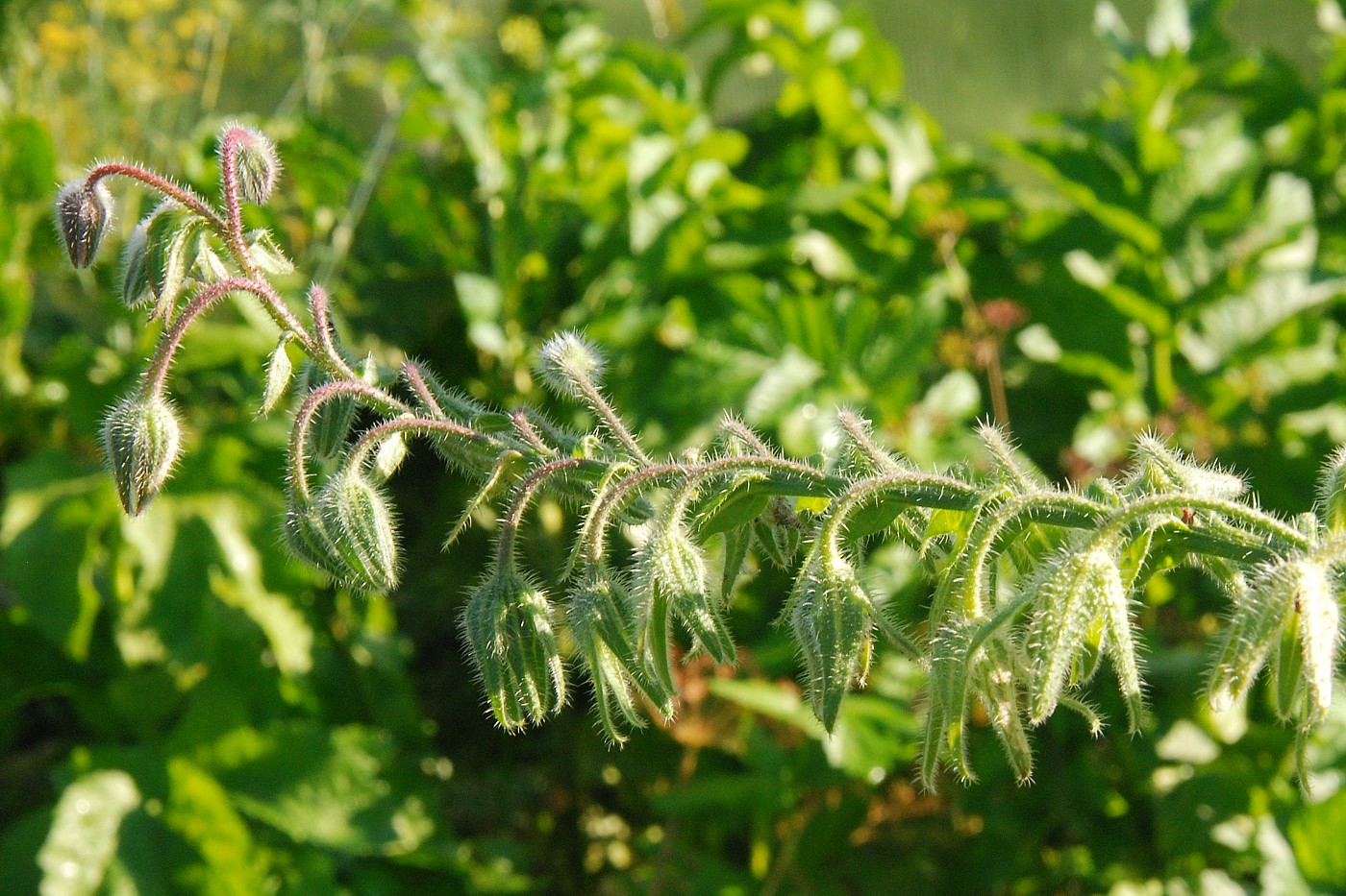 Image of Borago officinalis specimen.