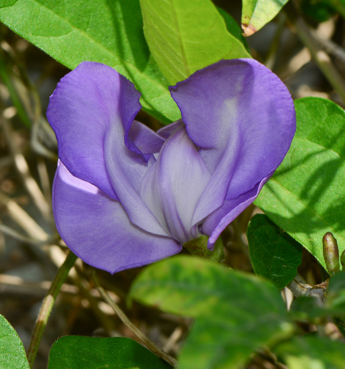 Image of Vigna speciosa specimen.