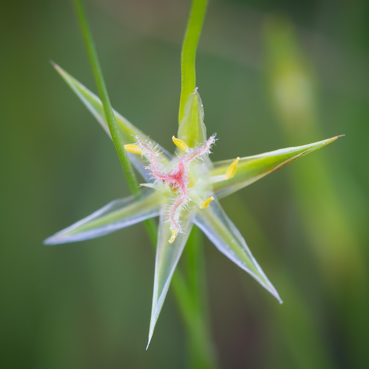 Image of Juncus bufonius specimen.