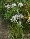 Allium variety lavandulare