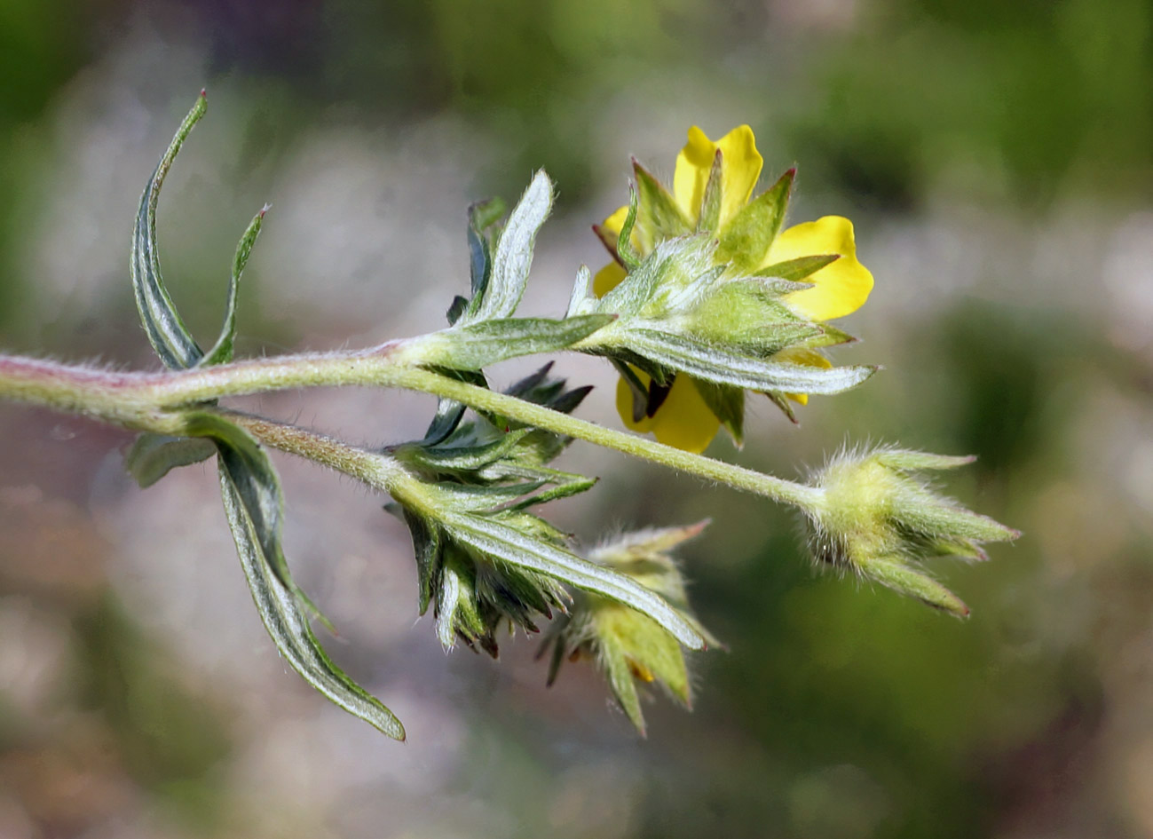 Image of Potentilla multifida specimen.