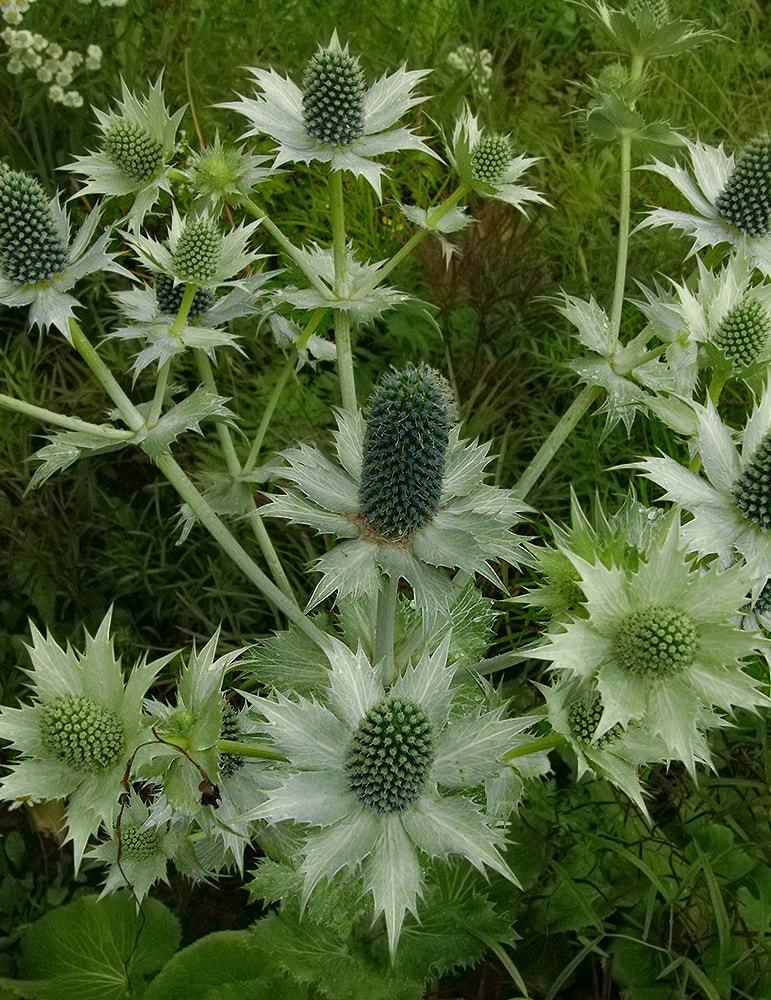 Image of Eryngium giganteum specimen.