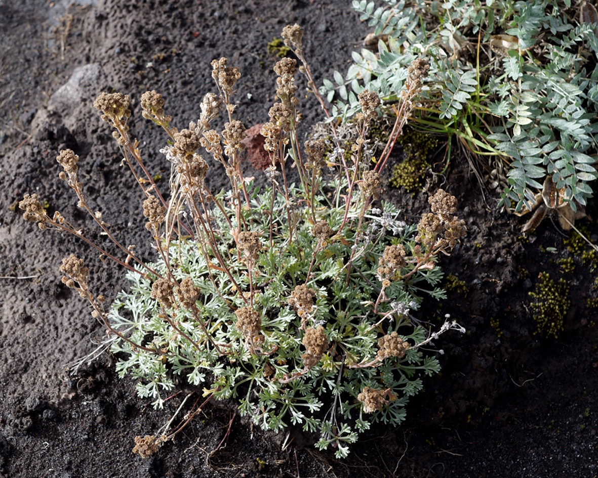 Image of Artemisia glomerata specimen.