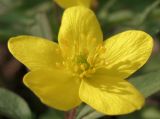 Anemone ranunculoides. Цветок. Татарстан, г. Бавлы. 02.05.2010.