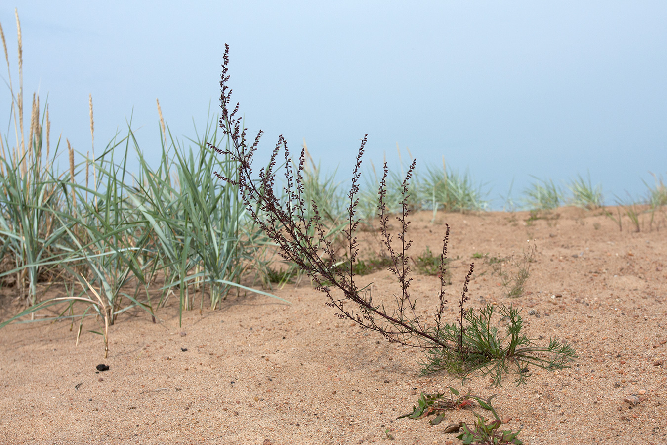 Image of Artemisia campestris specimen.