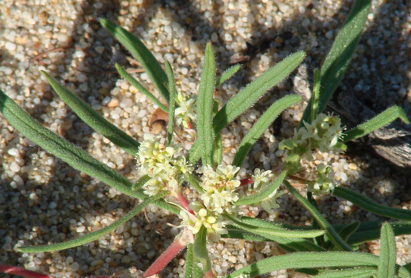 Image of Aconogonon ocreatum var. laxmannii specimen.