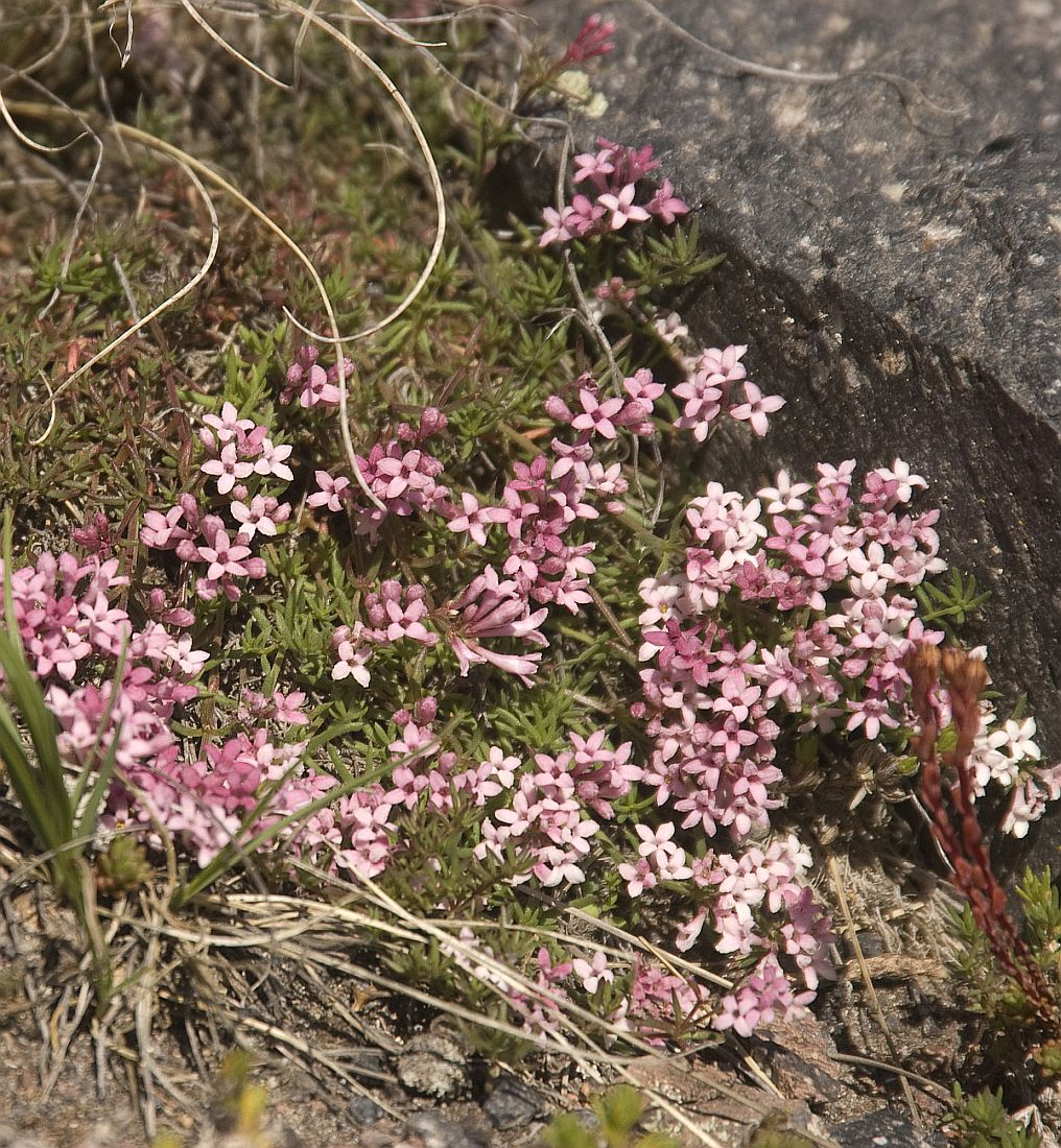 Изображение особи Asperula cristata.