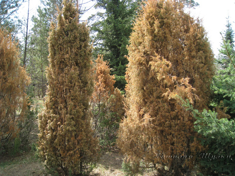 Image of Juniperus communis specimen.