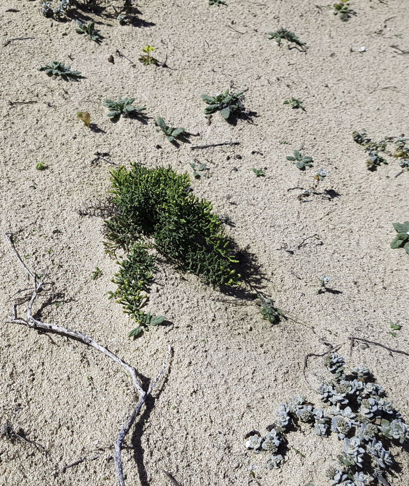 Изображение особи Limonium papillatum.