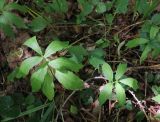 View full-size image Cardamine bulbifera