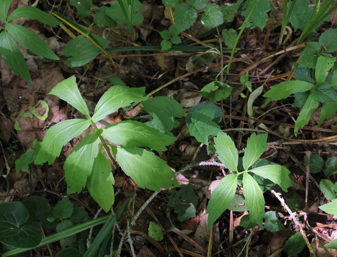 Image of Cardamine bulbifera specimen.