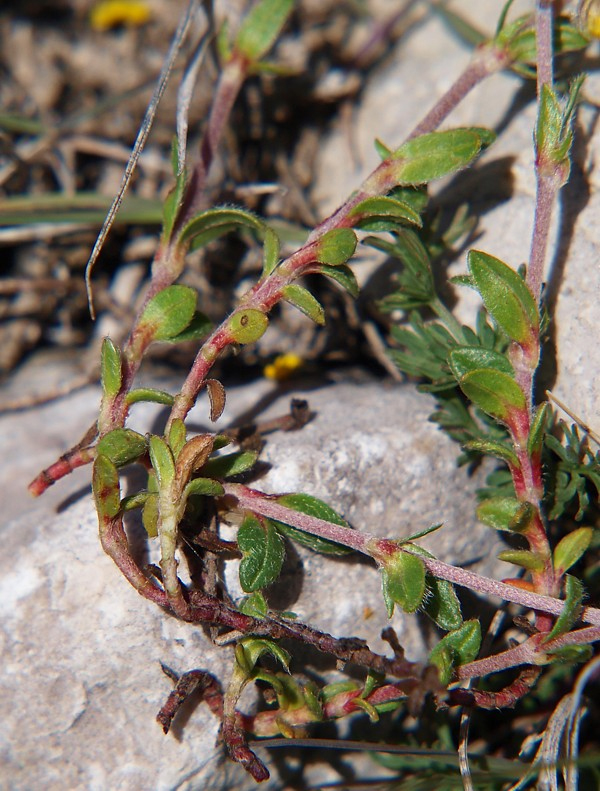 Image of genus Helianthemum specimen.