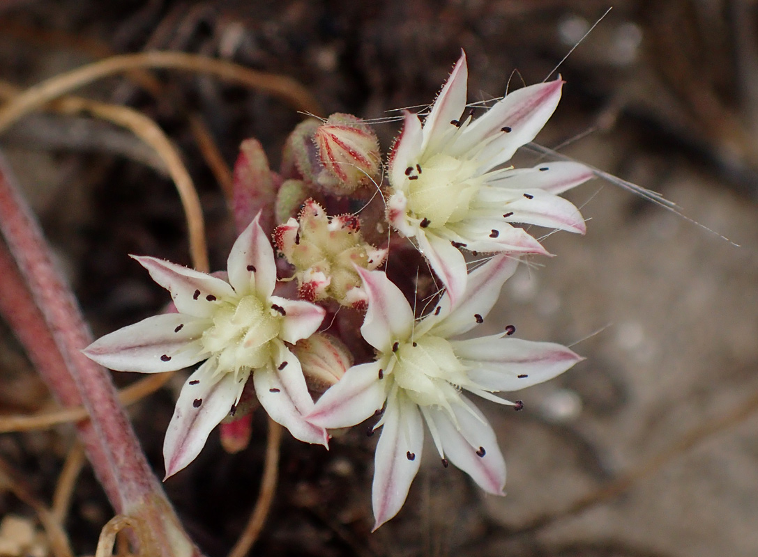 Image of Sedum eriocarpum ssp. delicum specimen.