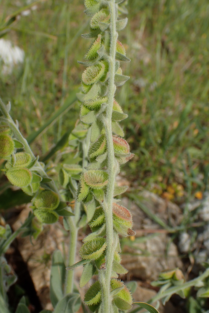 Изображение особи Cynoglossum columnae.