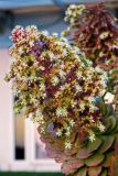 genus Aeonium. Верхушка цветущего растения. Израиль, г. Бат-Ям, в культуре. 08.06.2018.