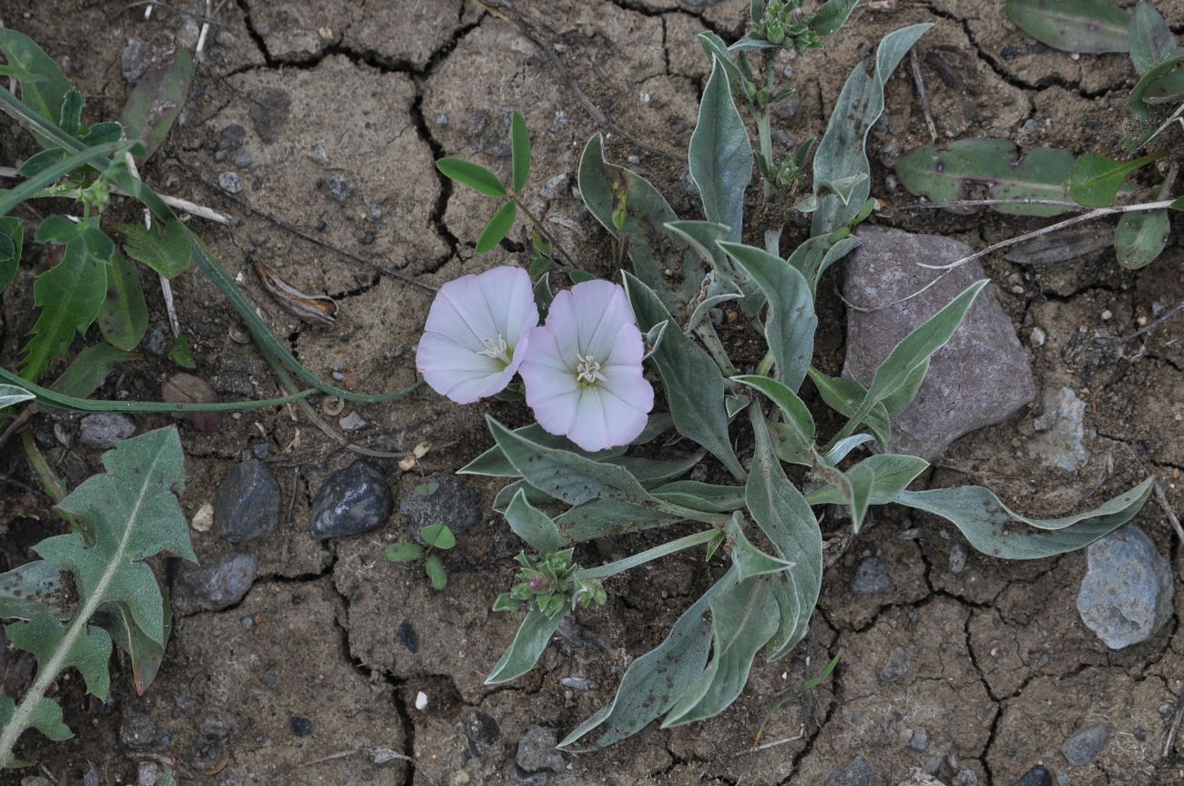 Image of Convolvulus lineatus specimen.