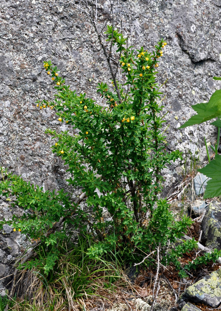 Image of Berberis sibirica specimen.