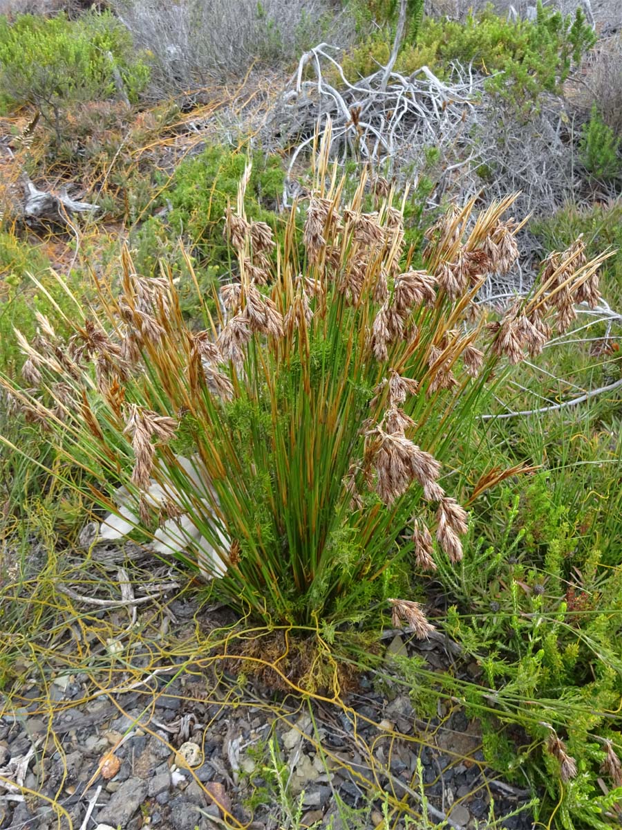 Изображение особи Thamnochortus acuminatus.